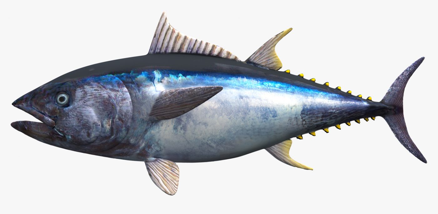  csíkoshasú tonhal